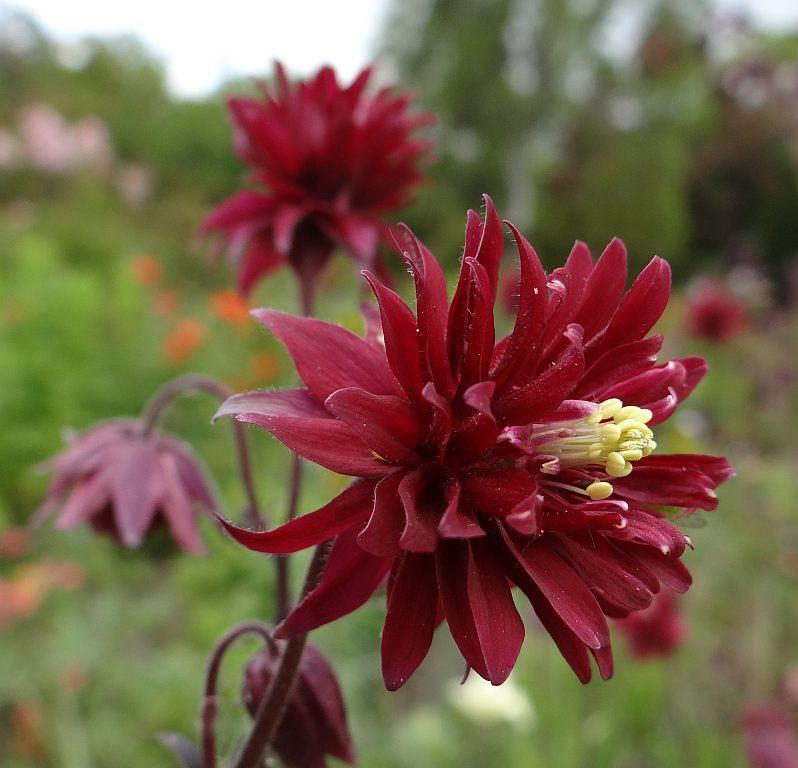 Bordeaux Barlow1 1 1 Bordeaux Barlow1 1 1