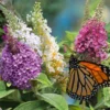 Buddleia Dwarf Dapper Buterfly Bush Collection 3pc UPC 840125211833 01