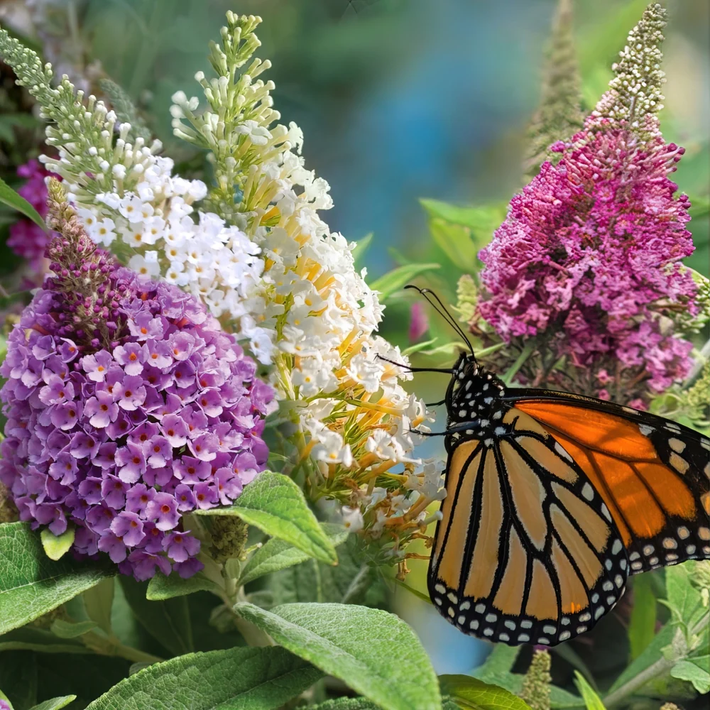 Buddleia Dwarf Dapper Buterfly Bush Collection 3pc UPC 840125211833 01 Buddleia Dwarf Dapper Buterfly Bush Collection 3pc UPC 840125211833 01