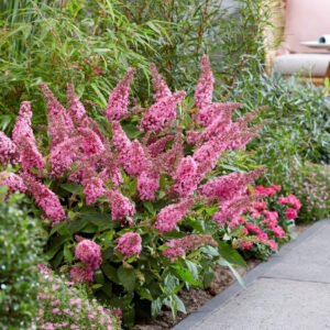 Buddleja Butterfly Candy Little Pink visi198566 1280x1280