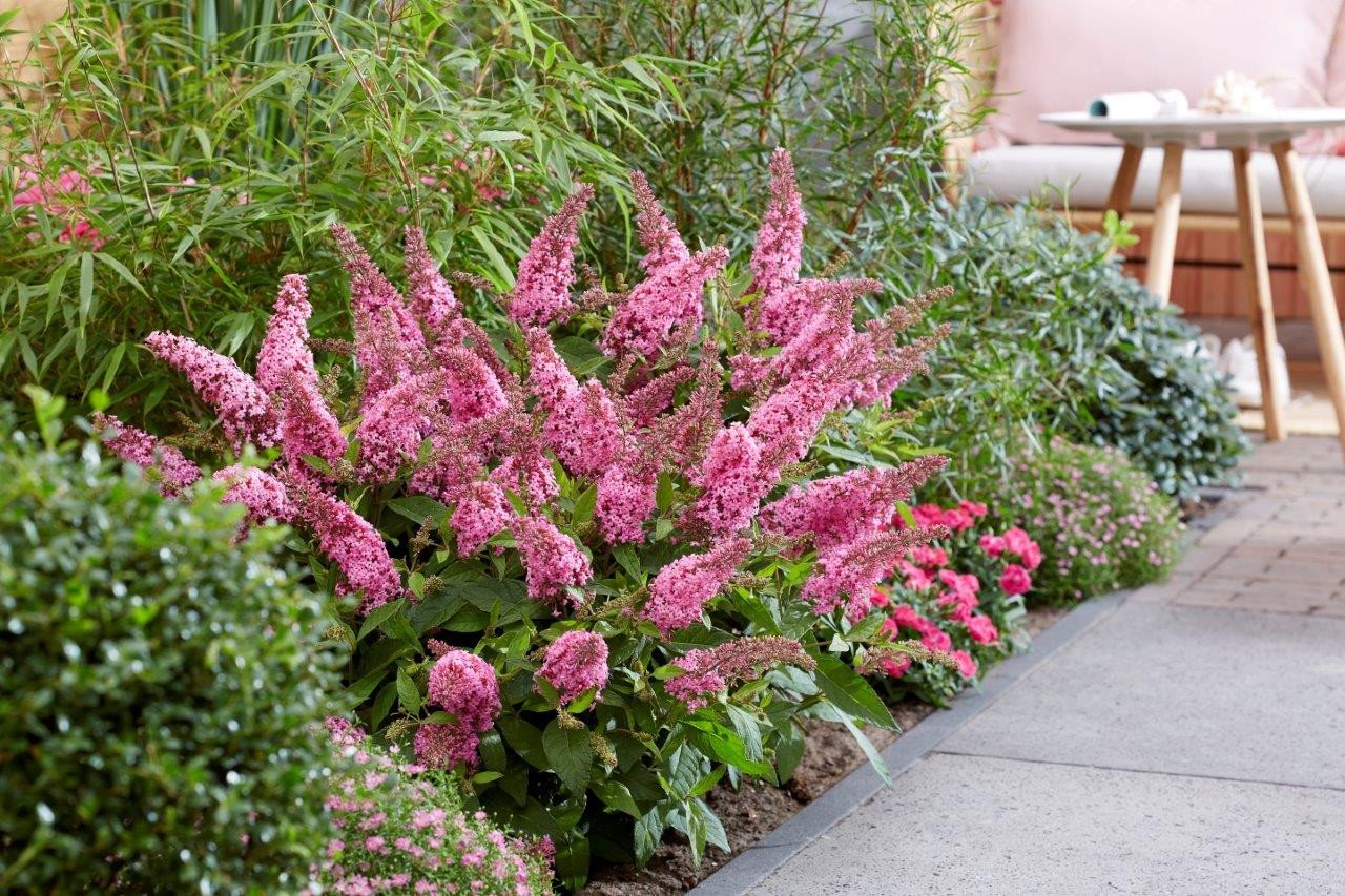 Buddleja Butterfly Candy Little Pink visi198566 1280x1280 Buddleja Butterfly Candy Little Pink visi198566 1280x1280
