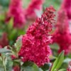 Buddleja Prince Charming 04