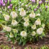 Buddleja Rockstar White 4