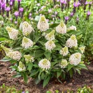 Buddleja Rockstar White 4