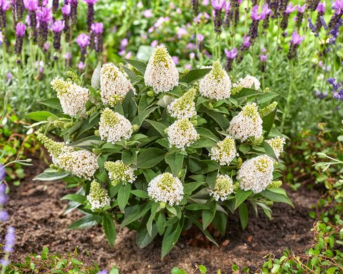 Buddleja Rockstar White 4 Buddleja Rockstar White 4