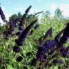 Buddleja davidii Black Knight 800x534 1