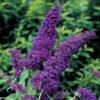 Buddleja davidii ‘Buzz Midnight