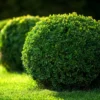 Buxus sempervirens