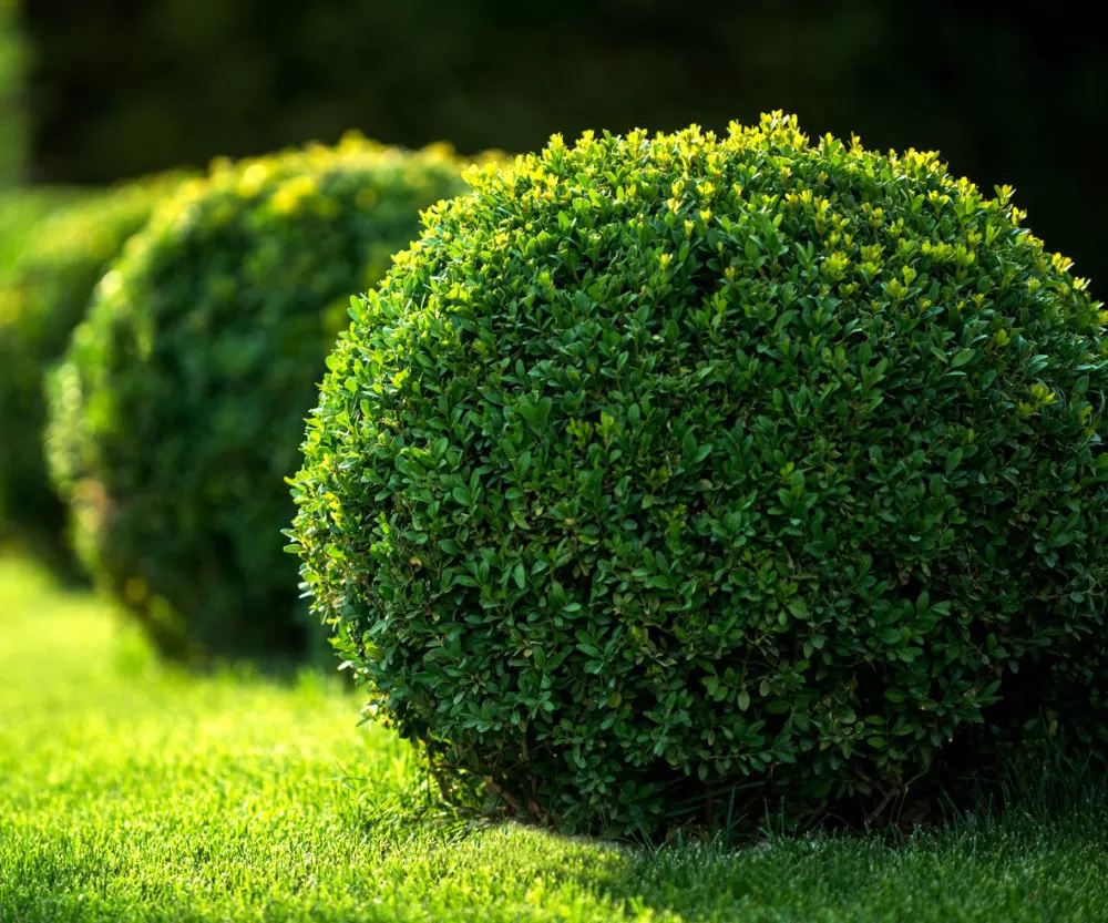 Buxus sempervirens Buxus sempervirens