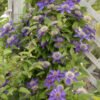 CLEMATIS MULTI BLUE CLEMATIS WG CLEMB 01