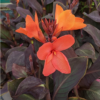 Canna Happy Wilma1 1