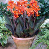 Canna Happy Wilma1 2