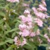 Caryopteris × clandonensis Stephi Lisstep PBR