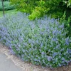 Caryopteris incana Kew Blue Kinai kekszakall1.jpg