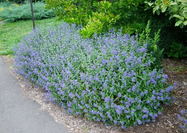 Caryopteris incana Kew Blue Kinai kekszakall1.jpg Caryopteris incana Kew Blue Kinai kekszakall1.jpg