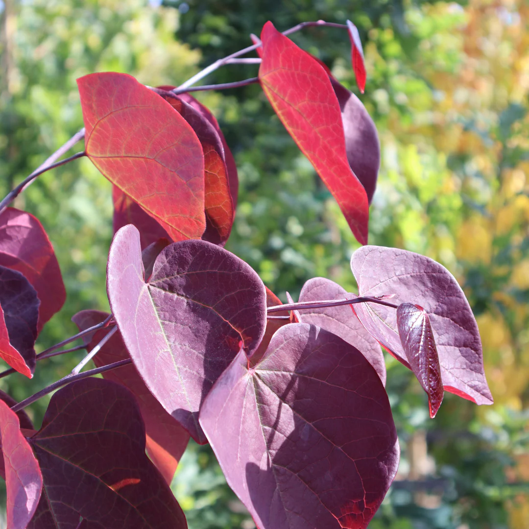 Cercis Cercis