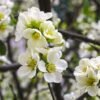 Chaenomeles superba Jet Trail 780x520 1