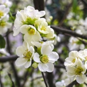 Chaenomeles superba Jet Trail 780x520 1