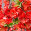 Chaenomeles superba Texas Scarlet Japanese Quince