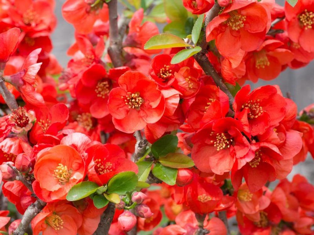 Chaenomeles superba Texas Scarlet Japanese Quince Chaenomeles superba Texas Scarlet Japanese Quince