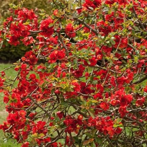 Chaenomeles x superba Nicolina 04x d631a8ec e2e6 497c b910 08f7d4437b61 Chaenomeles x superba Nicolina 04x d631a8ec e2e6 497c b910 08f7d4437b61