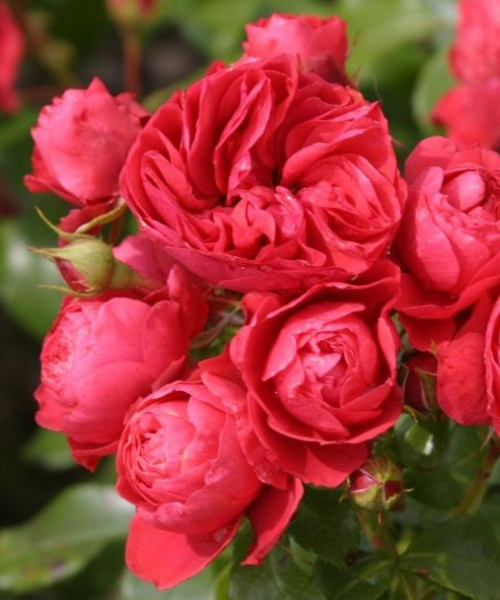 Cherry Girl roze Cherry Girl roze