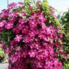 Clematis Ernest Markham PPLCLEEMA 1