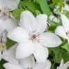 Clematis Jan Pawel II 1