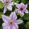 Clematis Jan Pawel II