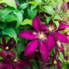 Clematis Warszawska Nike