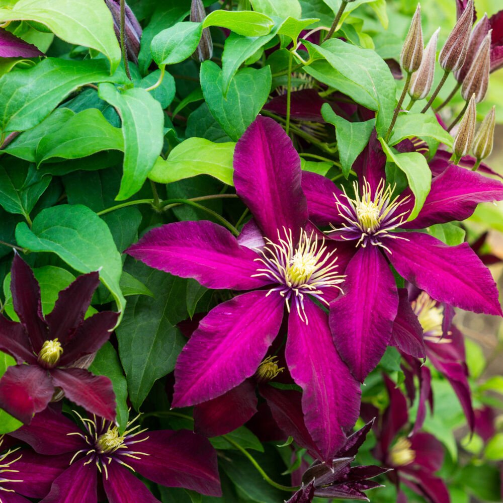 Clematis Warszawska Nike Clematis Warszawska Nike