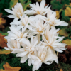 Colchicum Alboplenum Alba