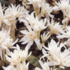 Colchicum Alboplenum Alba1