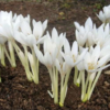 Colchicum Alboplenum Alba2 1
