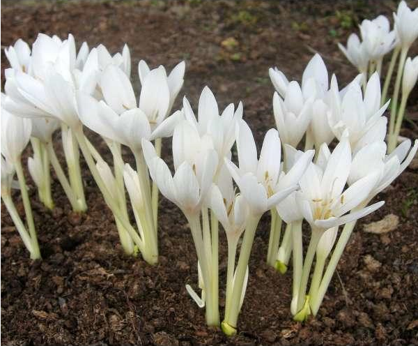 Colchicum Alboplenum Alba2 1 Colchicum Alboplenum Alba2 1