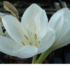 Colchicum Alboplenum Alba2