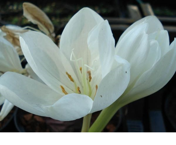 Colchicum Alboplenum Alba2 Colchicum Alboplenum Alba2