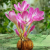 Colchicum The Giant