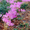 Colchicum The Giant1