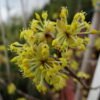 Cornus mas Geltonziede sedula 1 800x600 1