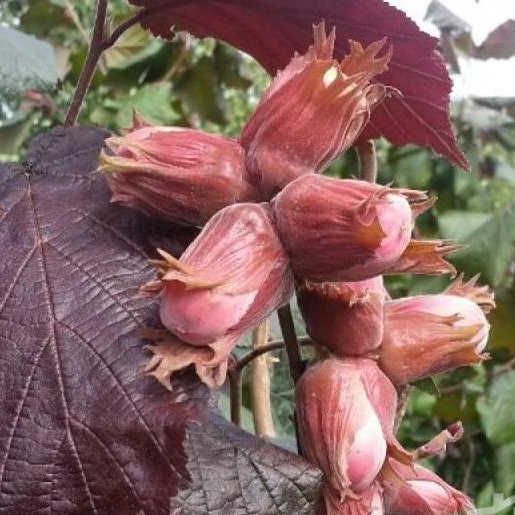 Corylus avellana Sirena Corylus avellana Sirena