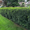 Cotoneaster Hedge
