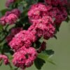 Crataegus laevigata Pauls Scarlet 3 scaled 1