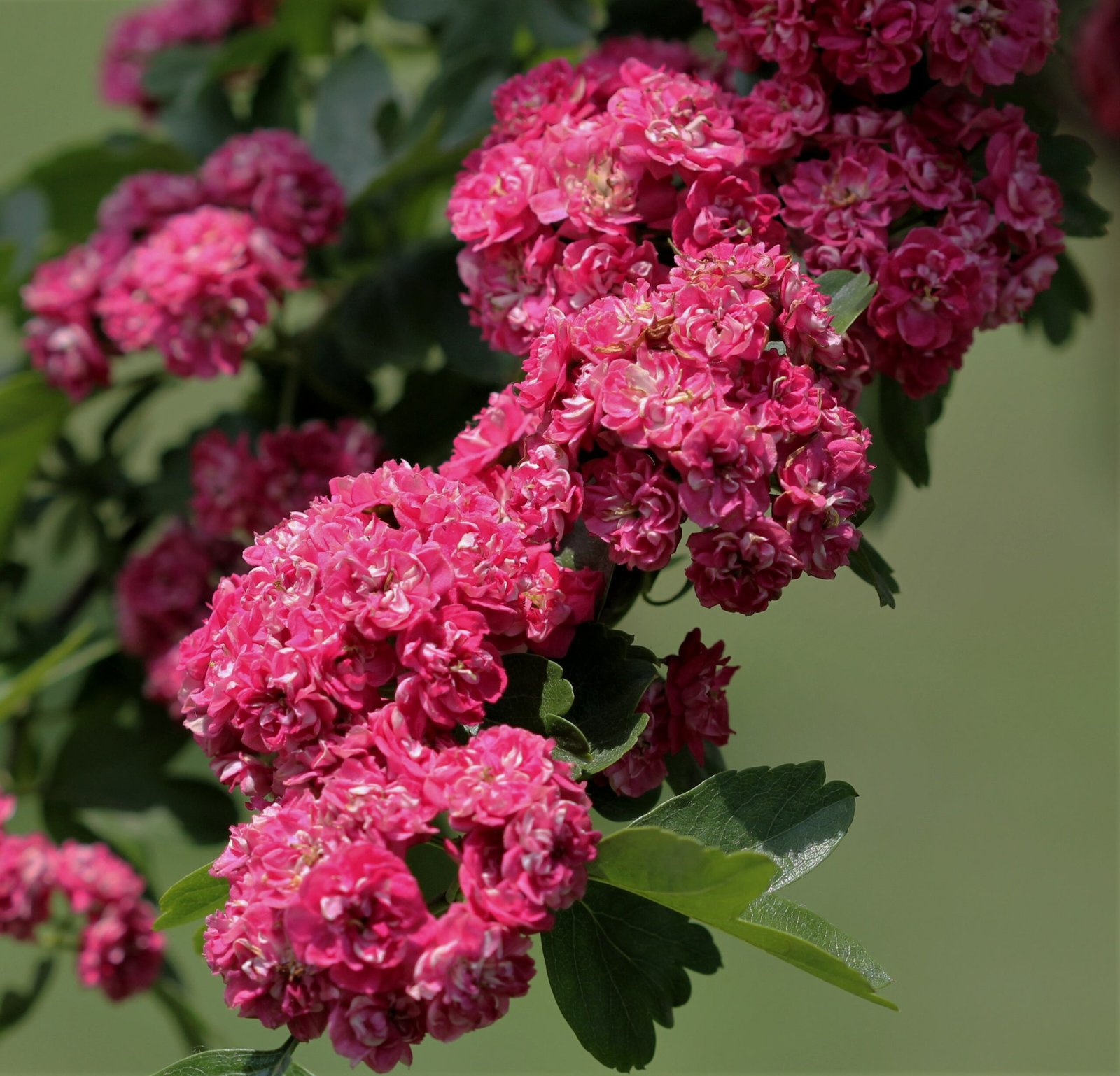 Crataegus laevigata Pauls Scarlet 3 scaled 1 Crataegus laevigata Pauls Scarlet 3 scaled 1