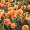Dahlia sylvia