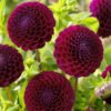 Dahlia Downham Royal 0008738 11801