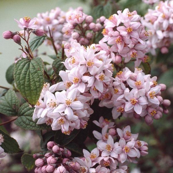 Deutzia hybrida Mont Rose 600x600 1 Deutzia hybrida Mont Rose 600x600 1