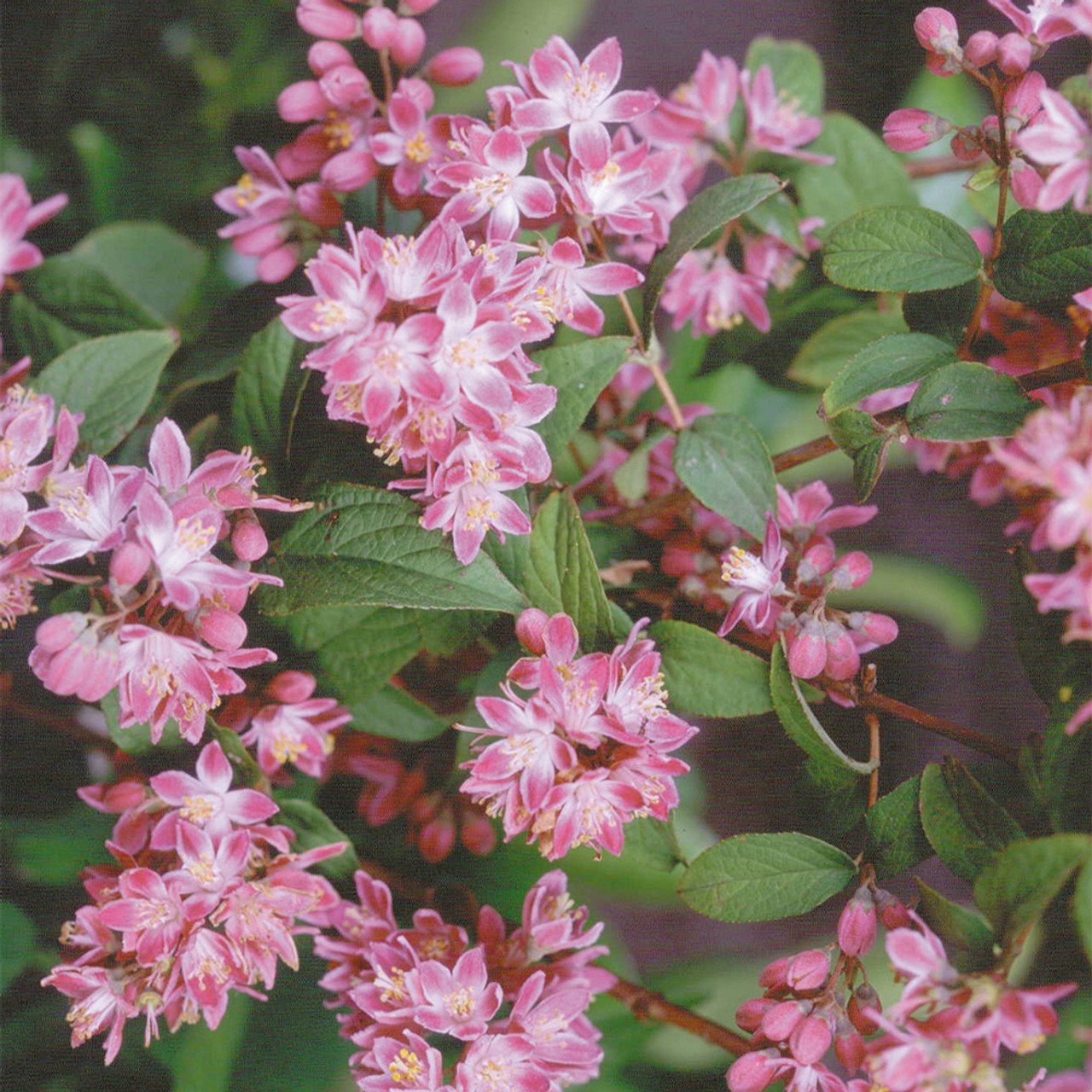 Deutzia hybrida Strawberry Fields 0001941 3 91839 Deutzia hybrida Strawberry Fields 0001941 3 91839