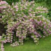Deutziaxhybrida StrawberryFields 1nbrcg 1024x1024