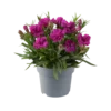 Dianthus caryophyllus Code® Purple Dark Center 35250 P 1